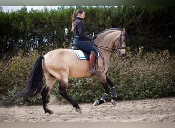 PRE Mix, Hengst, 15 Jaar, 160 cm, Falbe