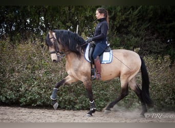 PRE Mix, Hengst, 15 Jaar, 160 cm, Falbe