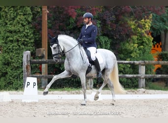 PRE, Hengst, 15 Jaar, 162 cm, Wit