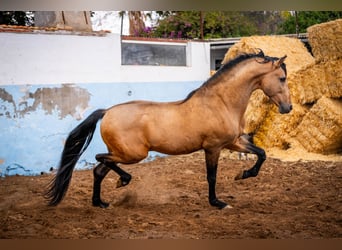 PRE, Hengst, 15 Jaar, 163 cm, Falbe