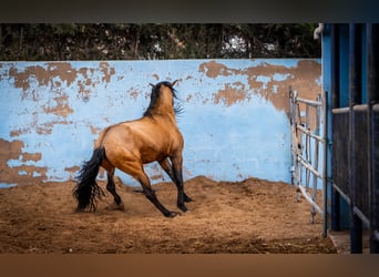 PRE, Hengst, 15 Jaar, 163 cm, Falbe