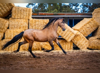 PRE, Hengst, 15 Jaar, 163 cm, Falbe