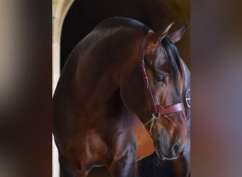 PRE Mix, Hengst, 15 Jaar, 170 cm, Donkerbruin