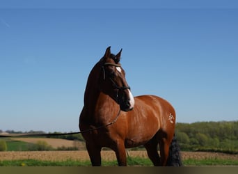 PRE, Hengst, 15 Jaar, 172 cm, Roodbruin