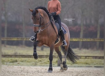 PRE Mix, Hengst, 15 Jaar, 173 cm, Bruin