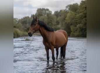 PRE, Hengst, 15 Jahre, 157 cm, Brauner