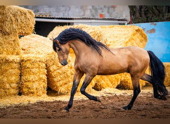 PRE, Hengst, 15 Jahre, 163 cm, Falbe