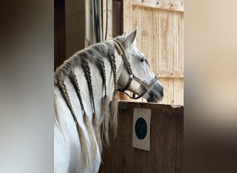 PRE, Hengst, 15 Jahre, 165 cm, Schimmel