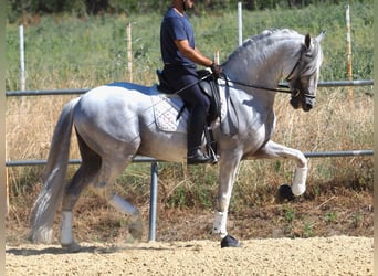 PRE Mix, Hengst, 15 Jahre, 167 cm, Schimmel