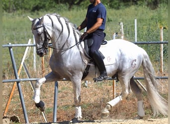 PRE Mix, Hengst, 15 Jahre, 167 cm, Schimmel
