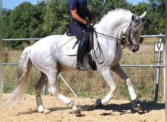 PRE Mix, Hengst, 15 Jahre, 167 cm, Schimmel