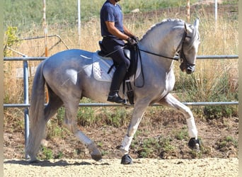 PRE Mix, Hengst, 15 Jahre, 167 cm, Schimmel