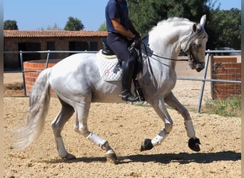 PRE Mix, Hengst, 15 Jahre, 167 cm, Schimmel