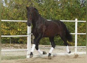 PRE, Hengst, 15 Jahre, 170 cm, Dunkelbrauner