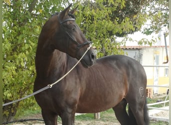 PRE, Hengst, 15 Jahre, 170 cm, Dunkelbrauner