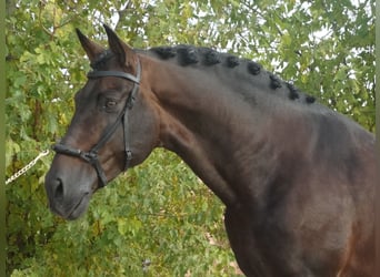 PRE, Hengst, 15 Jahre, 170 cm, Dunkelbrauner