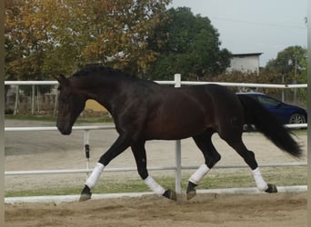 PRE, Hengst, 15 Jahre, 170 cm, Dunkelbrauner