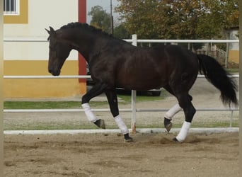 PRE, Hengst, 15 Jahre, 170 cm, Dunkelbrauner
