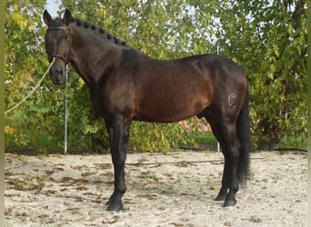 PRE, Hengst, 15 Jahre, 170 cm, Dunkelbrauner