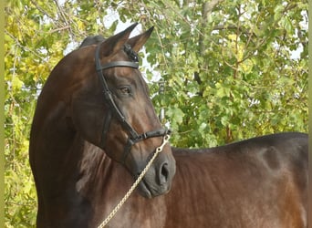 PRE, Hengst, 15 Jahre, 170 cm, Dunkelbrauner