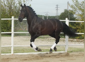 PRE, Hengst, 15 Jahre, 170 cm, Dunkelbrauner