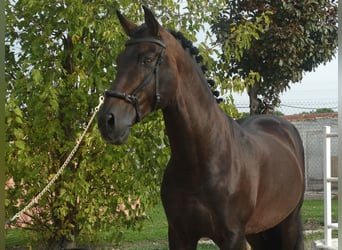 PRE, Hengst, 15 Jahre, 170 cm, Dunkelbrauner