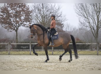 PRE Mix, Hengst, 15 Jahre, 172 cm, Brauner