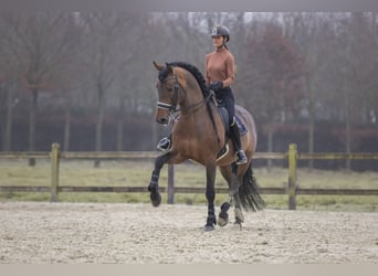 PRE Mix, Hengst, 15 Jahre, 172 cm, Brauner