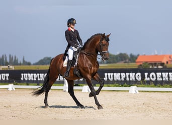 PRE Mix, Hengst, 15 Jahre, 172 cm, Brauner