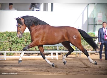 PRE, Hengst, 15 Jahre, 172 cm, Rotbrauner