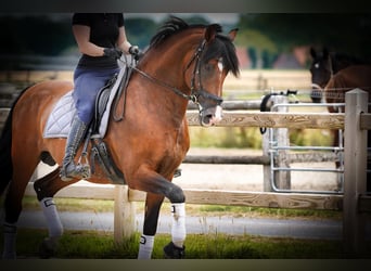 PRE, Hengst, 15 Jahre, 172 cm, Rotbrauner