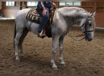 PRE, Hengst, 16 Jaar, 164 cm, Vliegenschimmel