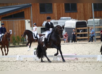 PRE, Hengst, 16 Jahre, 162 cm, Brauner