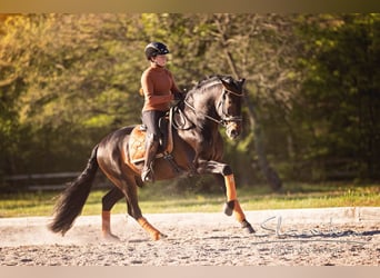 PRE, Hengst, 16 Jahre, 162 cm, Brauner