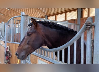 PRE, Hengst, 16 Jahre, 162 cm, Brauner