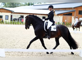 PRE, Hengst, 16 Jahre, 162 cm, Brauner