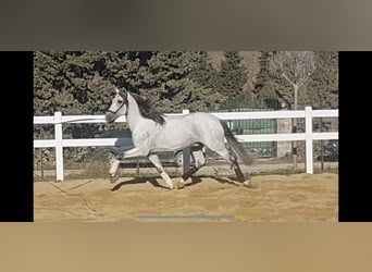 PRE, Hengst, 16 Jahre, 164 cm, Fliegenschimmel