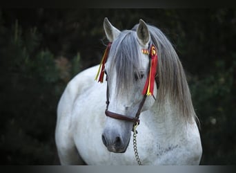 PRE, Hengst, 16 Jahre, 164 cm, Fliegenschimmel