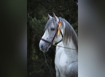 PRE, Hengst, 16 Jahre, 164 cm, Fliegenschimmel