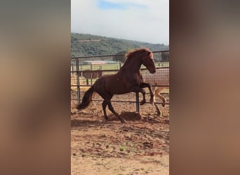 PRE, Hengst, 16 Jahre, 165 cm, Fuchs