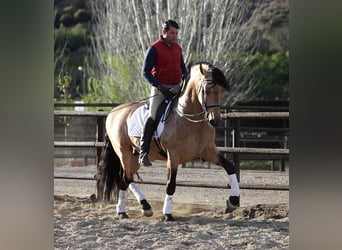 PRE, Hengst, 16 Jahre, 168 cm, Falbe
