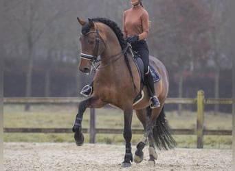 PRE Mix, Hengst, 16 Jahre, 173 cm, Brauner