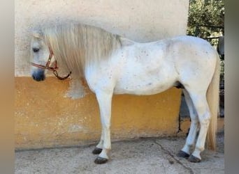 PRE Mix, Hengst, 17 Jaar, 164 cm, Schimmel