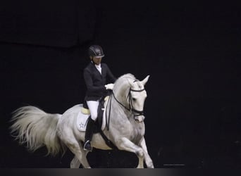 PRE Mix, Hengst, 17 Jaar, 170 cm, Schimmel