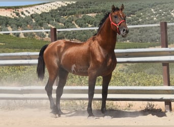PRE, Hengst, 17 Jahre, 165 cm, Brauner