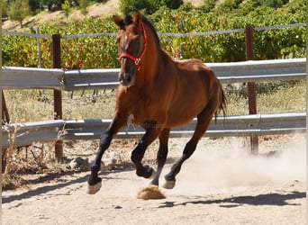 PRE, Hengst, 17 Jahre, 165 cm, Brauner