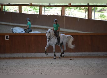 PRE Mix, Hengst, 17 Jahre, 170 cm, Schimmel