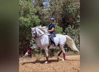 PRE Mix, Hengst, 17 Jahre, 170 cm, Schimmel