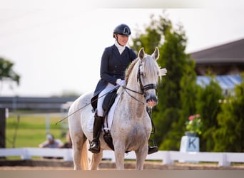 PRE Mix, Hengst, 18 Jaar, 162 cm, Schimmel