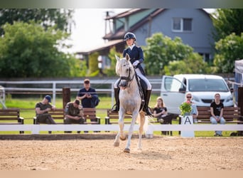 PRE Mix, Hengst, 18 Jahre, 162 cm, Schimmel
